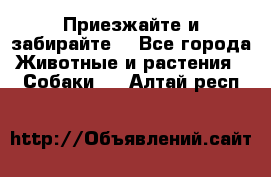 Приезжайте и забирайте. - Все города Животные и растения » Собаки   . Алтай респ.